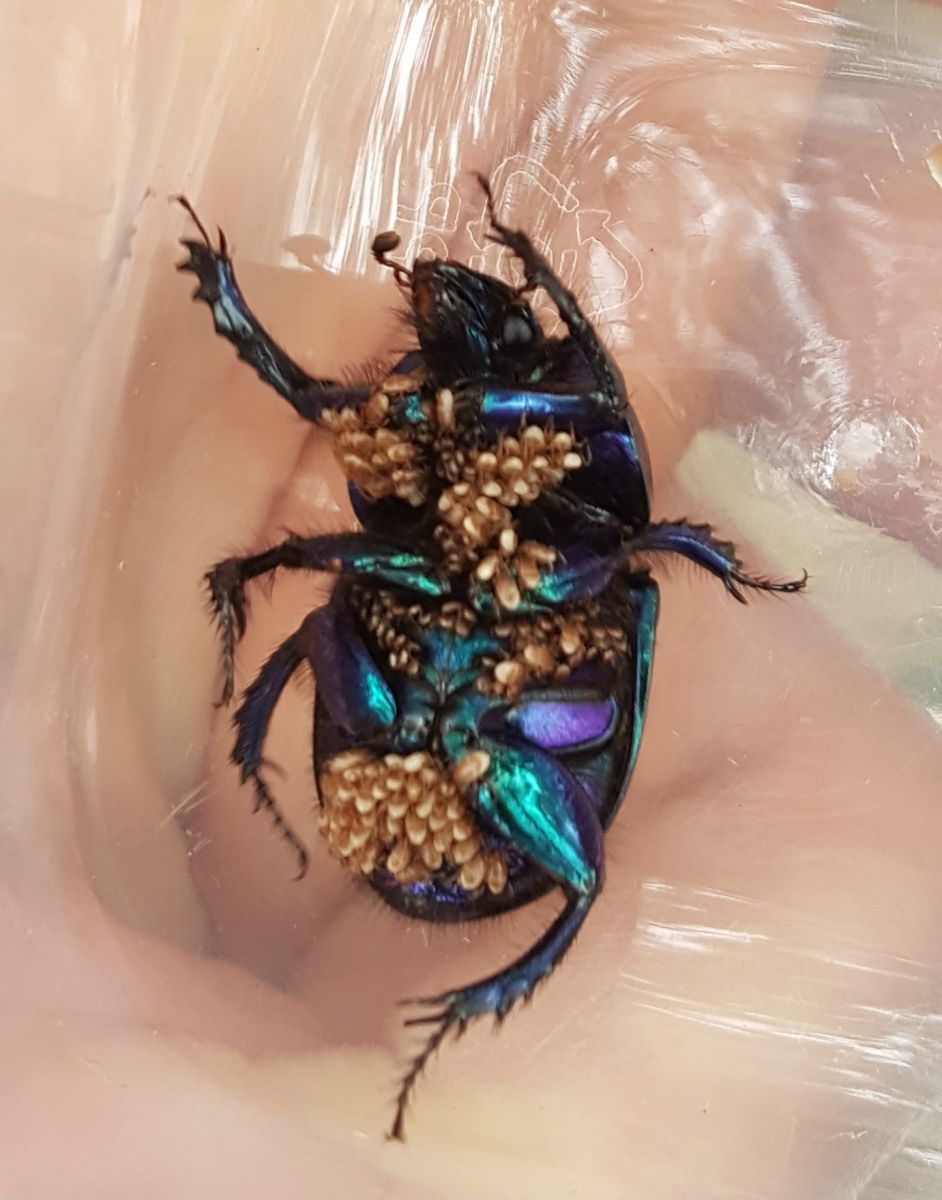 Dung Beetles Blog Foxglove Covert Local Nature Reserve